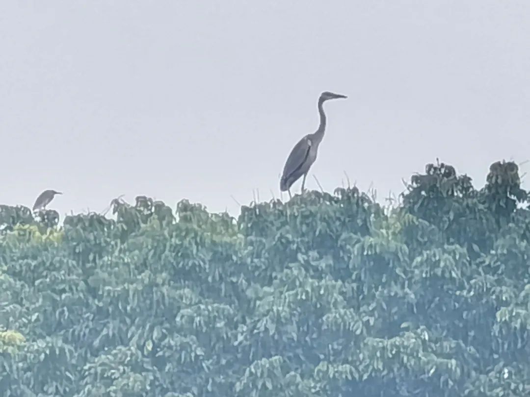 1645706019629279.jpg f1d5ef0a0c8d24ab79b5d9403c756f27.jpg